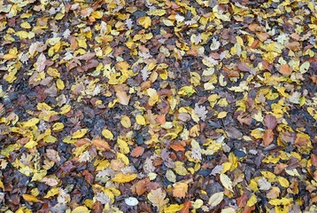 Herbstlaub