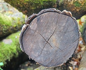Alter Baumstamm