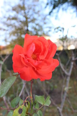 red rose in garden