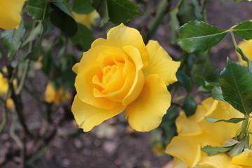 yellow rose in garden