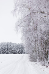 winter forest landscape with snow