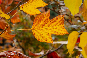 Golden,  and yellow leaves of a tulip tree Liriodendron tulipifera in soft focus. Nature concept for design