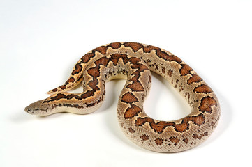 Fototapeta premium Gefleckte Sandboa (Gongylophis conicus) - rough-scaled sand boa