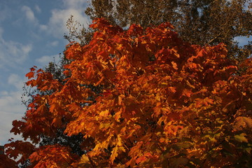 autumn red maple leaves 