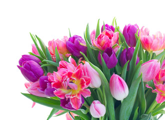 Pink and violet tulip flowers isolated on white background