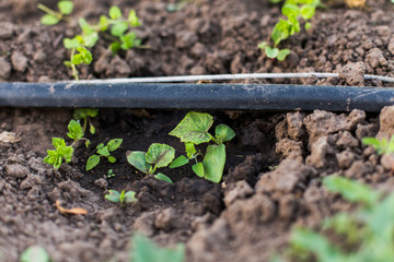 A young cucumber sprout with two leaves on a bed. The garden in the spring.