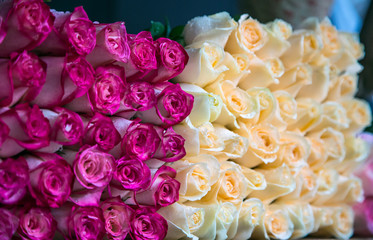 Obraz premium fresh red roses in a bouquet as background