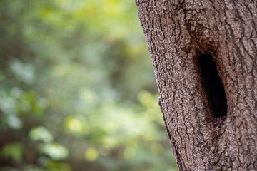 Woodland brown textured tree trunk with hollow and abstract green foliage background ~INTO THE FOREST~