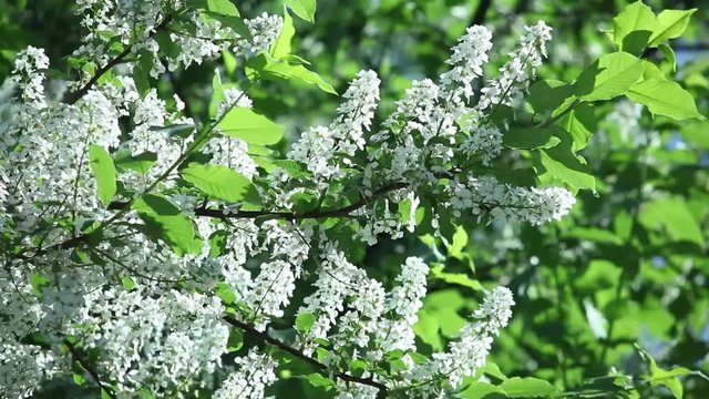 Prunus padus, cherry blossoms in spring with white flowers with green fresh leaves