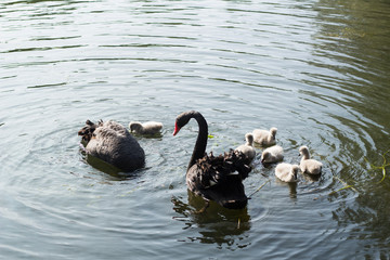 black swan bird beautiful