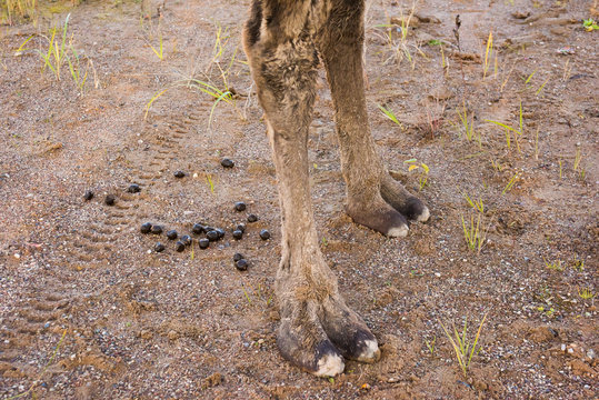 Camel hooves in the sand and excrement