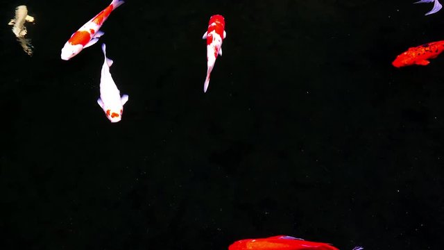 Animals Koi, Fancy carps fish are swimming in water