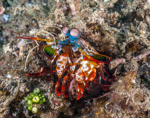 Odontodactylus scyllarus, peacock mantis shrimp