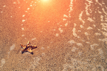 starfish on sea sandy beach at sunset.