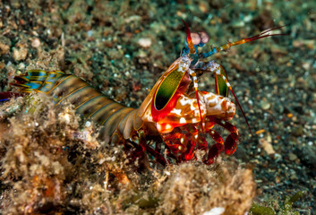 Odontodactylus scyllarus, peacock mantis shrimp