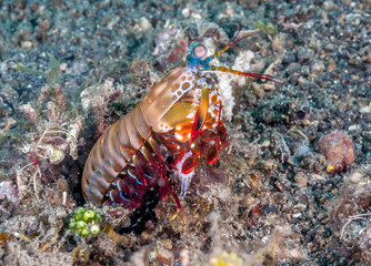Odontodactylus scyllarus, peacock mantis shrimp