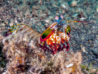 Odontodactylus scyllarus, peacock mantis shrimp