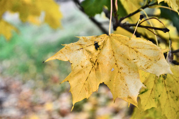 Obraz premium autumn