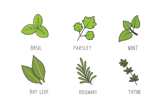 Set of green herbs and branches vector. Bay leaf, rosemary, mint aroma herbal line art icons.