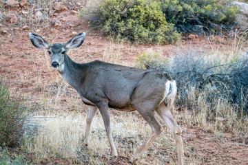 white-tailed deer,Odocoileus virginianus,