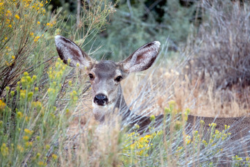 white-tailed deer,Odocoileus virginianus,