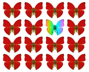 Butterflies showing concept of difference, individuality, crowd, standing out, freedom,...