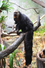 White-faced Saki Monkey