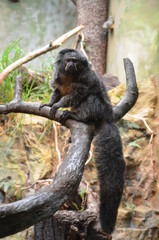 White-faced Saki Monkey