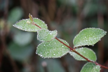 green leaf with water drops
