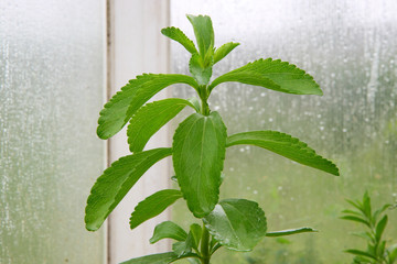 Stevia Plant, natural sugar substitute. Growing stevia.