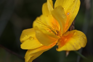 Fototapeta premium yellow flower