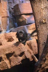 Titi Goeldi (Callimico goeldii)