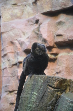 Titi Goeldi (Callimico goeldii)