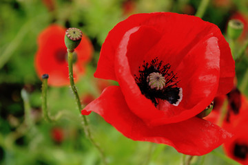 Red poppy in field