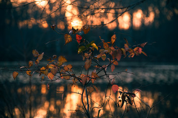A bush with yellow, red, and green leaves beside a lake is dramatically backlit by the setting sun	