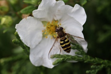 bee on white flower