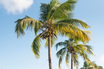 Fototapeta na wymiar Row of beautiful coconuts palm trees with blue sky
