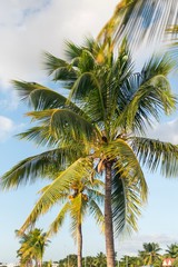 Row of beautiful coconuts palm trees with blue sky