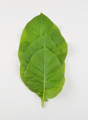 Green tobacco leaves