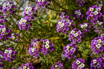 purple flowers in the garden
