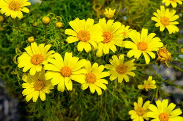 Wild Giant Coreposis flowers in bloom in the springtime near Mugu Rock in Malibu, California