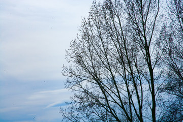 trees in winter