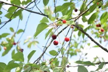 cherries on tree