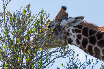 Giraffe on the Safari