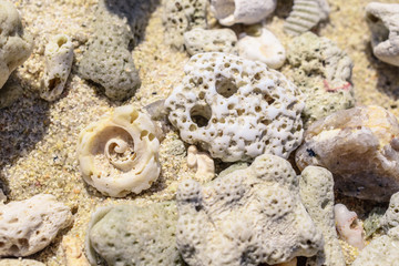 Macro pattern from pieces of sinks and corals on the beach