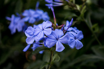 Blue tiny flowers on green natural background