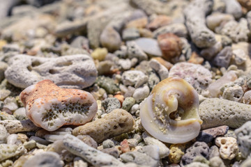 Macro pattern from pieces of sinks and corals on the beach