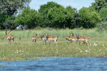 Naklejka na ściany i meble Herd of Impala on the flooded plain of the Okavango Delta, Botswana