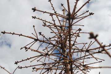 branches of a tree