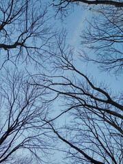 branches of a tree against blue sky in autumn or winter